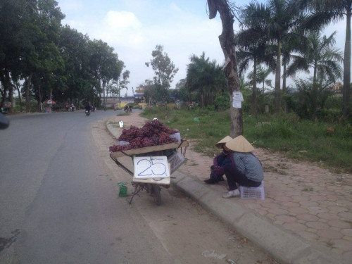 Giá nho chỉ 25.000 đồng một Kg.