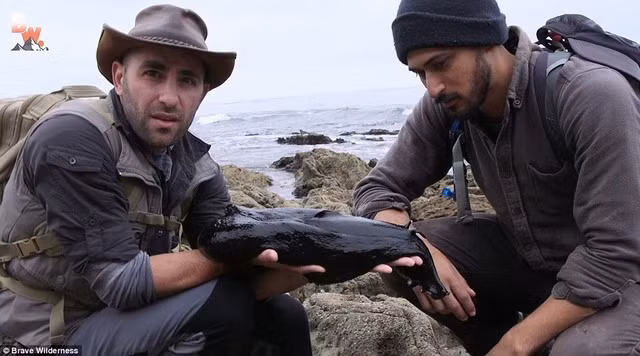 Loài sên này có thể tìm thấy ở các vùng biển phía tây nước Mỹ, đặc biệt là California. Dù bề ngoài kì dị và đáng sợ nhưng loài sên này không hề nguy hiểm với con người.