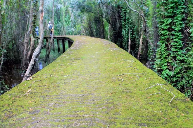 Mùa mưa, những con đường xuyên rừng được khoắc lên một lớp áo mới của rêu xanh phủ kín lối đi, tạo nên cảnh tượng vô cùng thơ mộng.