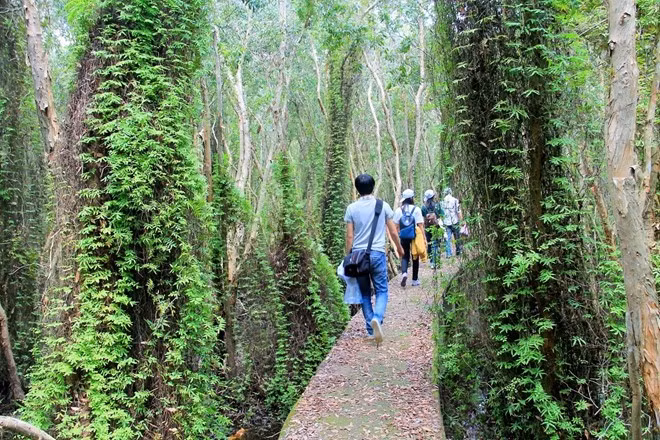 Dọc hai bên là những cây tràm cao vút, quanh thân có dây leo quấn. Màu xanh phủ rợp tạo cảm giác như bạn lọt thỏm giữa bức màn bí ẩn. Ánh nắng xuyên qua tán lá dày, chiếu rọi xuống làm đường đi thêm phần huyền ảo kỳ bí nhưng cũng rất thơ mộng.