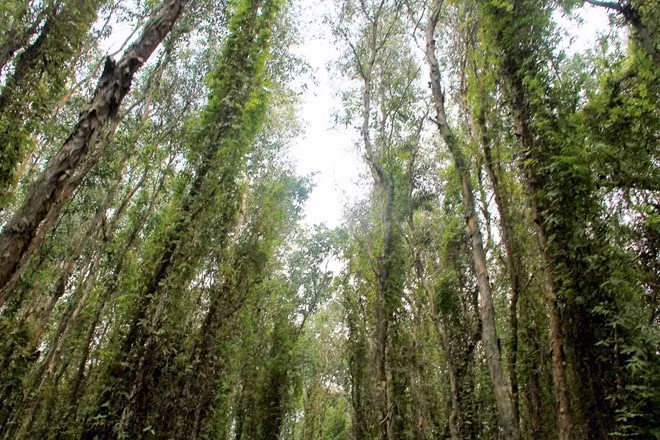 Những thân cây tràm cao ngút, xanh ngắt, phủ bóng mát rượi xuống con đường. Dù đi lại ở đây không thấy một cơn gió thổi qua, nhưng bạn luôn cảm giác mát mẻ.