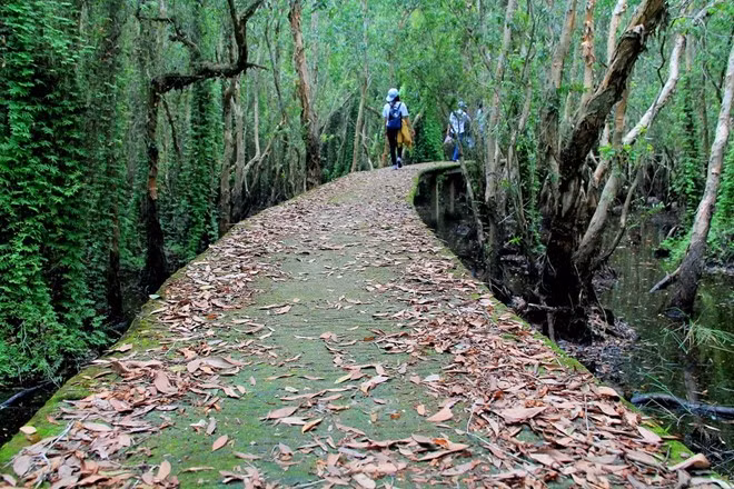 Mùa khô, lá tràm rụng đầy đường, nên hành trình du ngoạn sẽ có thêm tiếng xào xạc của bước chân đạp trên lá khô vang vọng giữa khu rừng thanh vắng. Chính nét lãng mạn đó khiến có người ví von đây là “đường tình yêu” của làng nổi Tân Lập.
