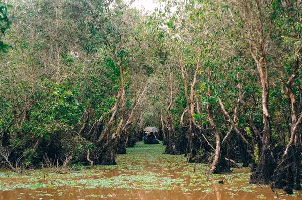 Những câu chuyện không đầu, không cuối từ người chèo thuyền khiến chúng tôi cười vang cả góc rừng. Nhưng đôi khi chẳng ai bảo ai, tất cả đều lặng im, để cảm nhận tiếng chim chóc đùa giỡn trên tán tràm, hay tiếng vọng cổ vọng lại từ đằng xa.