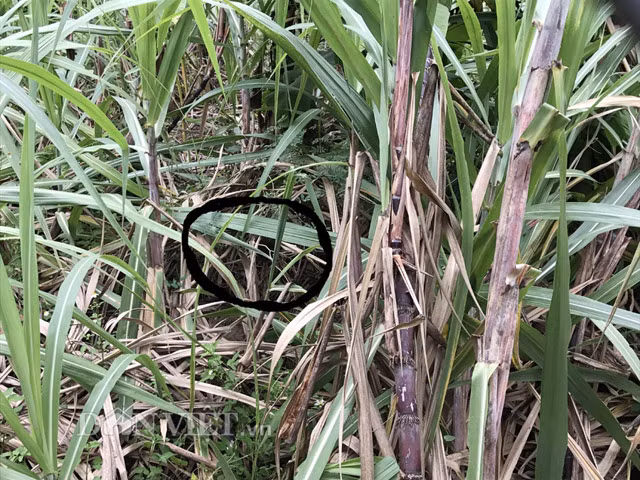 Tuy cùng là loài cho mật, thế nhưng ong rú có kích thước chỉ bằng hơn phân nửa so với loài ong cho mật khác, số lượng "thành viên" trong đàn và kích cỡ tổ của ong rú nhỏ hơn gấp nhiều lần so với đồng loại ong mật, hay ong ruồi.