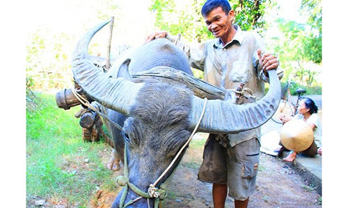 Thu nhap khung khong the tin cua nghe huan luyen... trau