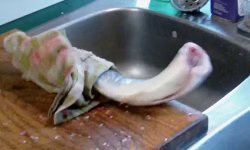 Con cá vẫn giãy giụa dù đã được làm sạch gây kinh ngạc (Ảnh cắt từ clip). Con cá vẫn giãy giụa dù đã được làm sạch gây kinh ngạc (Ảnh cắt từ clip).