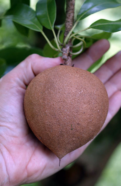 Ngoài ra để biết chắc chắn rằng quả thực sự chín hay chưa, bạn có thể sử dụng móng tay để làm xước nhẹ bên ngoài, bởi khi chín những trái táo lõi vàng này sẽ chuyển từ cứng sang mềm và có trọng lượng nhẹ hơn hẳn.