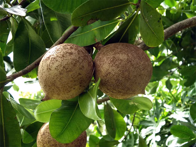 Ngoài có tên gọi như trên, chúng còn được gọi bằng nhiều cái tên như Mammee, táo Mammee , mamey, táo mamey, mơ nhiệt đới hoặc mơ Nam Mỹ.