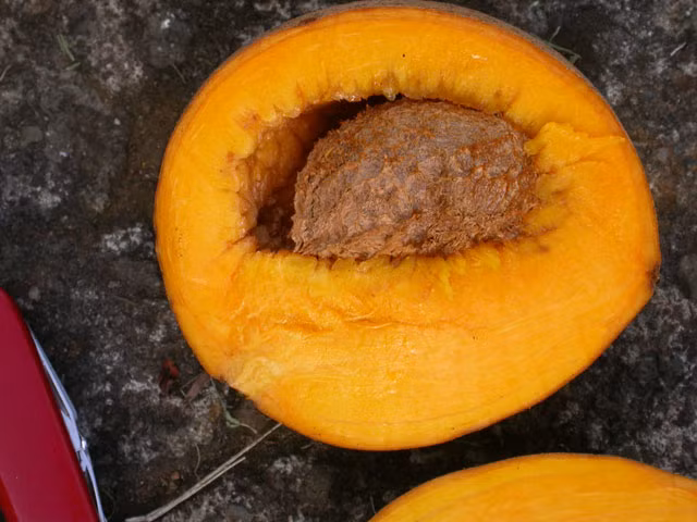 Khi ăn, táo lõi vàng có vị ngon ngọt, giòn và cứng. Nhiều người cho rằng, vị của quả táo lõi vàng này giống như một quả mơ nhưng rắn và dễ chịu hơn.