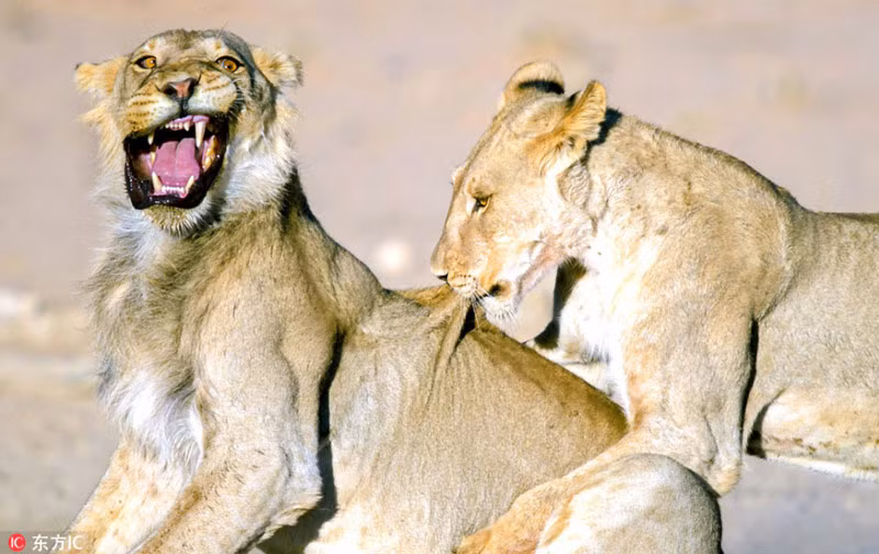 Nhiếp ảnh gia nghiệp dư Corlette Wessels đã chụp lại được biểu cảm siêu đáng yêu của sư tử đực khi bị sư tử cái đùa dai.