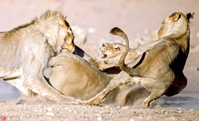 Khi sư tử đực "nổi điên", sư tử cái giật mình tính chuồn thì một con sư tử đực khác lại tiếp tục tới cắn xé con sư tử đực tội nghiệp.