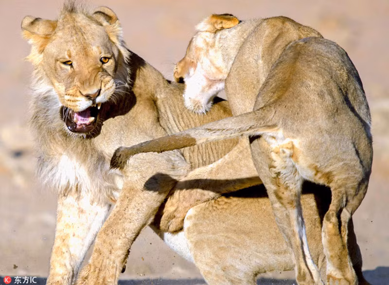 Quá đau đớn, sư tử đực hằm hè sư tử cái, nhưng với đối phương vẫn không chịu buông tha.