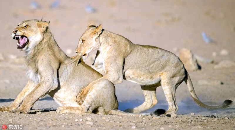 Tranh thủ thời gian nghỉ ngơi sau khi săn mồi, sư tử cái "luyện răng" bằng cách chồm lấy sư tử đực cắn lấy cắn để khiến đối phương "méo mặt" vì đau đớn.