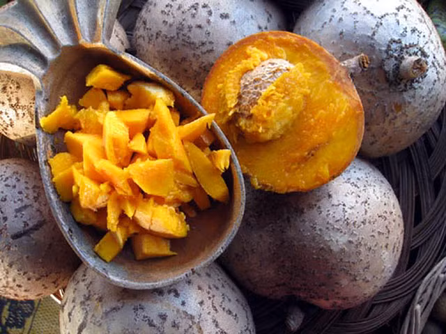 Thậm chí nếu không thu hoạch kịp thời, những trái táo lõi vàng này rất dễ rơi xuống đất gây bầm dập và không sử dụng được nữa.