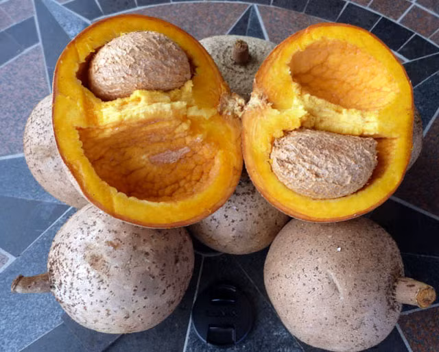 Với phần lõi màu vàng, mùi vị ngon ngọt, dễ ăn, táo lõi vàng là loại hoa quả nhiệt đới khá được ưa chuộng ở nhiều nước trên thế giới.