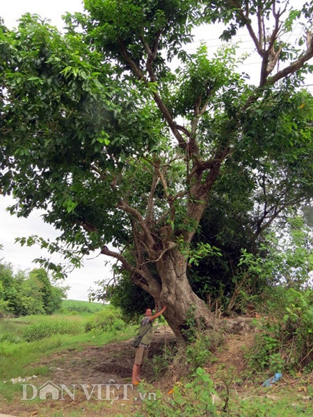 Trong chuyến đi phượt bằng xe máy của mình, dù đồ đạc lỉnh kỉnh, ông Vương vẫn quyết định hái 2 bao tải lá vối cổ thụ. Ông gửi trước một bao về nhà theo đường tàu hỏa, bao còn lại ông đem để làm quà tặng “lộc rừng” cho bạn bè dọc đường xe máy ngược ra Bắc.