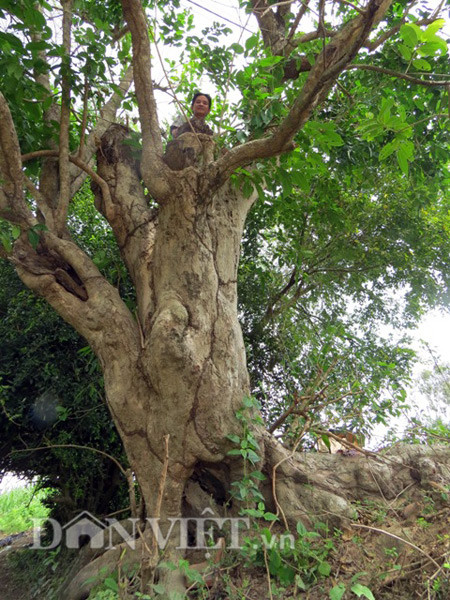 Có người ngạc nhiên về việc “chở củi về rừng”, ông Vương nói: “Lá của những cây vối cổ thụ này lớn gấp đôi lá vối vùng Bắc bộ, khi nấu nước có hương và vị thơm đậm hơn; chắc là do được hái từ những cây vối rừng sống lâu năm nơi đất núi. Đã rong ruổi khắp nơi, tôi thấy đây là những cây vối đặc biệt, quý hiếm. Uống nước lá vối này cảm thấy khỏe hẳn người…”.