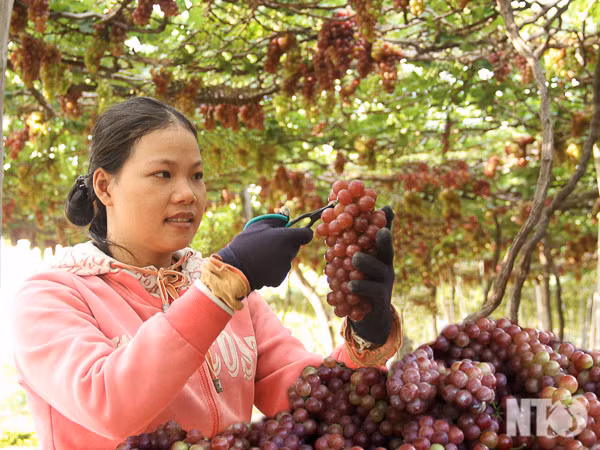 Nông dân phấn khởi thu hoạch nho đỏ Red Cartinal.