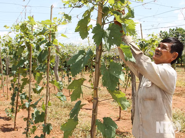 Nông dân xã Nhơn Sơn (Ninh Sơn) chăm sóc vườn nho NH 01- 152.