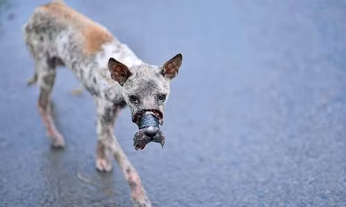 Soc nang cach nguoi Viet doi xu voi cho, meo