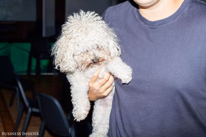 Nhân viên Uber được phép mang thú cưng đến văn phòng.