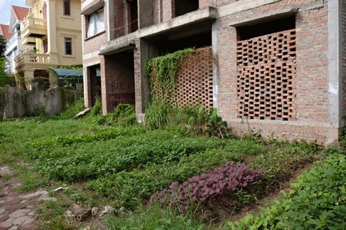 Ngay tại khu đô thị Linh Đàm sầm uất (Hoàng Mai, Hà Nội), nhiều căn hộ là ước mơ của không ít người, nhưng hiện không có người ở. Người dân xung quanh tận dụng đất thừa trước mặt các căn biệt thự để trồng rau.