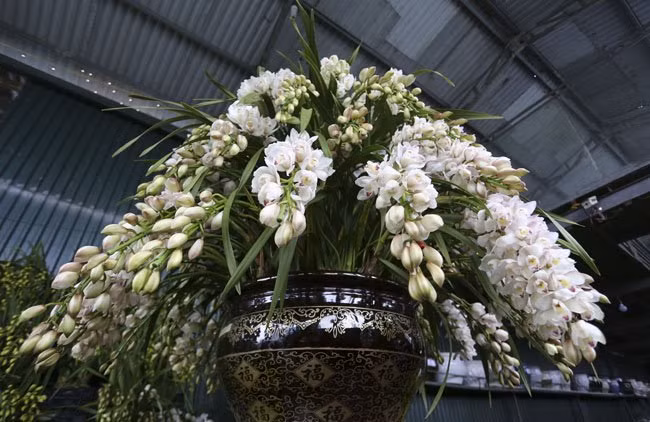 Địa lan Trung Quốc cũng có giá rất cao. Chậu lan này được định giá 40 triệu đồng.