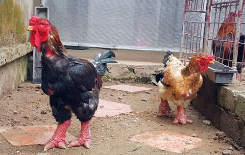 Cặp gà vô địch của anh Hiểu là giống gà Đông Tảo thuần chủng F1 được anh lựa chọn kỹ lưỡng từ bé với các chế độ chăm sóc đặc biệt. Khi gà trưởng thành, ăn ngày 3 bữa với thức ăn nhiều chất xơ kết hợp với cám ngô, cám gạo, với tỉ lệ thành phần thức ăn 70% rau chuối, 20% cám ngô, 10% cám gạo.