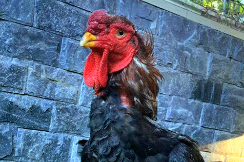 Anh Hiểu định giá đôi gà vô địch của mình là 30 triệu đồng. “Phải được giá đó tôi mới bán và còn tùy người mua về nuôi, gây giống hay thịt. Nếu mua về thịt thì với giá nào tôi cũng không bán”, anh Hiểu cho hay.