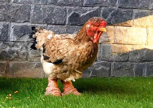 Gà mái có màu vàng nhạt, nặng 4,2kg. Lông phần cổ và cánh gà mái có pha trộn những chiếc lông màu vàng, đen. Mào gà mái chỉ to bằng 1/3 so với mào gà trống.