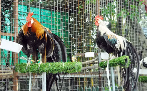 “Có ngày trên cả chục khách đến trang trại của tôi để xem gà. Những loại gà để chơi kiểng là: gà đài cát, gà kỳ lân, gà mặt quỷ…được nhiều người tìm mua. Trong đó, gà mặt quỷ có xuất xứ từ đảo Java – Indonesia đang khá "nóng" trên thị trường. Người chơi quan niệm, sở hữu được con gà này sẽ mang lại sự may mắn cho gia chủ trong cả năm”, anh Hồng nói.