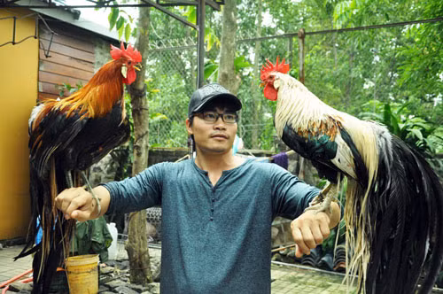 Bên cạnh gà mặt quỷ, giống gà đài cát hay còn gọi là gà cá chép cũng được nhiều người tìm mua. Theo quan niệm dân gian về “cá chép hóa rồng”, “cá chép vượt Vũ Môn” thì hình ảnh cá chép hóa rồng là biểu tượng của sự an lành và sung túc, thịnh vượng, thăng tiến trong học hành, thi cử, công danh và may mắn về tài lộc trong thương mại và gà đài cát là một con vật có biểu tượng như vậy.