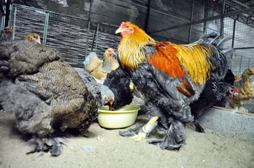 Gà kỳ lân cũng hút nhiều người tìm để mua chơi kiểng.