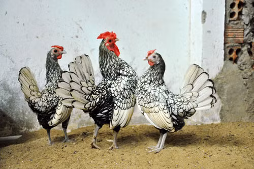 Gà đài cát được nhiều người tìm mua chơi trong năm Đinh Dậu. Giá bán của những gà đài cát là 8 triệu đồng/cặp