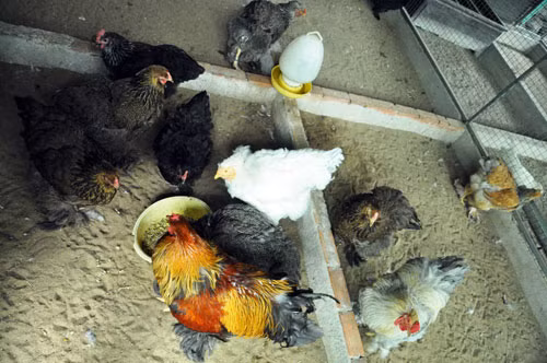 Giống gà Kỳ lân khổng lồ này tên là Brahma, có trọng lượng siêu khủng của chúng từ 9kg-12kg/con đối với gà trống và 7kg/gà mái. Lông phủ kín cơ thể xuống tận móng chân,nhìn tổng thể như con Kỳ lân hơn là một chú gà .Thích nghi với thời tiết khắc nghiệt nhất,sức đề kháng cực mạnh, ít bệnh tật.