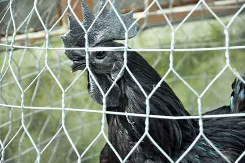 Gà mặt quỷ đang khá nóng trên thị trường. Người chơi quan niệm sở hữu được con gà này sẽ mang lại sự may mắn cho gia chủ trong cả năm”, anh Hồng nói.