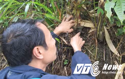 Thuc hu thao duoc tri bach benh co kim cuong-Hinh-2