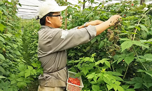 Lam giau tu cay phuc bon tu o Lam Dong