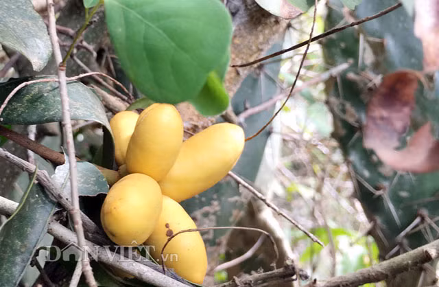 Cây dủ dẻ trưởng thành có chiều cao thường từ 0,5-1,5m. Tuy nhiên có nhiều cây lâu nay cao đến hơn 2m. Lá dủ dẻ có hình bầu dục, dài từ 10–15 cm, rộng 4–6 cm. Hoa có màu vàng nhạt và rất thơm. Quả dủ dẻ chỉ nhỉnh hơn ngón tay út người lớn một chút, mọc thành chùm, với số lượng từ 3-8 quả/chùm, khi non có màu xám nhạt và lúc chín thì màu vàng, thịt mỏng và có vị ngọt thanh.