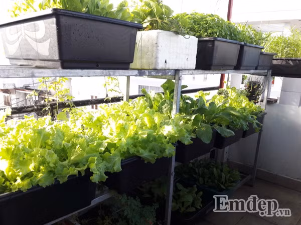 Những vị khách đến thăm gia đình chị Thương không chỉ trầm trồ về sân vườn đẹp mắt mà còn ngỡ ngàng với vườn rau trên sân thượng xanh mướt mà hai vợ chồng chị tự tay chăm sóc.