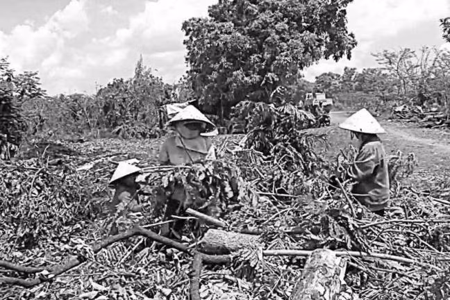  Nghề mót củi quả đúng là cực nhọc, mùa nắng thì từ trưa đến chiều phải phơi mình dưới cái nắng đổ lửa. Mùa mưa, củi về nhiều, nhưng lại càng cực khổ hơn vì phải dầm mưa suốt ngày và kéo củi trong sình lầy. Khó khăn cực nhọc là vậy, nhưng những “tiều phu” này vẫn bám trụ với bãi rác, vẫn nhặt nhạnh từng cành cây, vẫn chắt chiu từng đồng bán củi để trang trải cuộc sống gia đình.