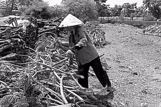 Ở nơi đây, mỗi đống củi được xếp ở vị trí gọn gàng theo từng vị trí đã phận định trước của từng người. Không ai tranh giành của ai. Khi củi mót được kha khá thì thương lái sẽ đến mua.