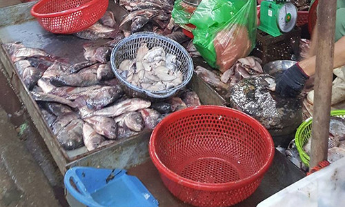 Cá được sơ chế trong điều kiện không đảm bảo vệ sinh. Ảnh: Cao Tuân