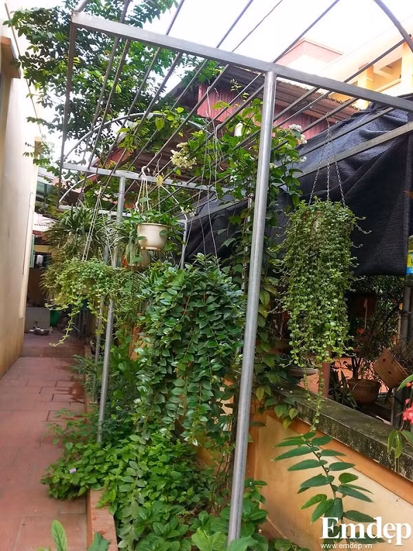 Dọc lối đi bên hông nhà cũng được chị thiết kế khung thép kiên cố.