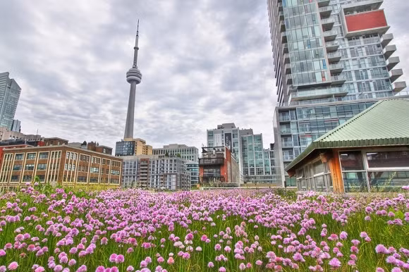 Cửa hàng ở Toronto Toàn bộ công trình được xây dựng dựa trên công nghệ xanh, nhưng trên mái nhà - một sự quyến rũ đặc biệt. Bạn có thể đi dạo dọc theo luống hoa và vườn rau, và nhìn những tòa nhà chọc trời hiện đại.