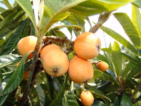 Tỳ bà Sở dĩ cây có tên là tỳ bà là do quả có hình giống đàn tỳ bà. Quả tỳ bà là đặc sản của Lạng Sơn, Lào Cai, khi về tới Hà Nội có giá bán lẻ khá cao nhưng vẫn được nhiều khách thủ đô đặt mua ăn thử vì tò mò. Theo nhiều người, loại quả này có vị ngọt chua có thể trị ho, hen suyễn trong mùa lạnh.