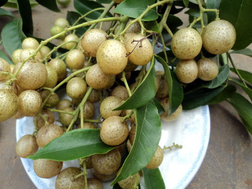 Mắc mật Trước kia trái mắc mật mọc nhiều trên rừng và được coi là cây dại không có giá trị như trái xay rừng hay trái sim. Tuy nhiên, hiện nay mắc mật lại là một trong những trái rừng sạch với nhiều công dụng nên được ưa chuộng tại nhiều thành phố lớn. Tại Hà Nội, mắc mật tươi có giá bán khoảng 50.000 đồng/kg, mắc mật khô thì có giá khoảng 200.000 đồng/kg.