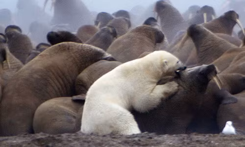 Khoc liet cuoc chien giua gau trang Bac cuc va voi bien