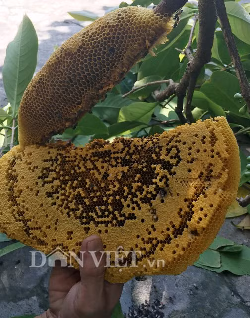 Gần 2/3 phần dưới tổ ong bị tách rời do chủ yếu chỉ là sáp và ong con.