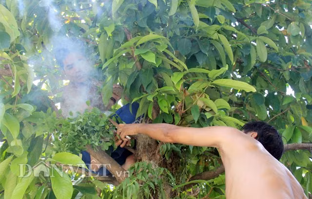 Anh Thịnh xác nhận: "Không ít người kinh nghiệm 2-3 năm đi săn ong, với số lượng đàn ong ruồi, ong mật tìm thấy lên tới 20-40 tổ/người; thu về nhiều chục lít mật... thế nhưng lại không tìm thấy tổ ong rú nào. Riêng bản thân tôi thì may mắn hơn, vì đây là tổ ong rú thứ 2 tìm thấy trong mùa năm nay".